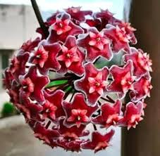 Red Carnosa Flower Seeds for Planting Heirloom NonGMO Organic Garden Seeds for Vibrant Displays
Sale for planting in home garden