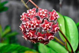 Red Carnosa Flower Seeds for Planting Heirloom NonGMO Organic Garden Seeds for Vibrant Displays
Sale