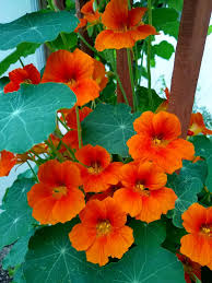 Orange Nasturtium Flower Seeds for Planting Heirloom NonGMO DroughtTolerant Organic Garden Seeds
Sale for planting in home garden