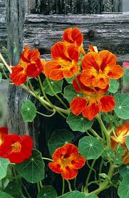 Orange Nasturtium Flower Seeds for Planting Heirloom NonGMO DroughtTolerant Organic Garden Seeds
Sale