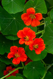 Orange Nasturtium Flower Seeds for Planting Heirloom NonGMO DroughtTolerant Organic Garden Seeds
Sale
