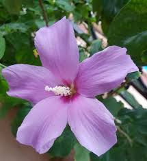 Lavender Hibiscus Flower Seeds for Planting Heirloom NonGMO Fragrant Organic Garden Seeds
Sale for planting in home garden