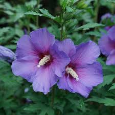 Lavender Hibiscus Flower Seeds for Planting Heirloom NonGMO Fragrant Organic Garden Seeds
Sale