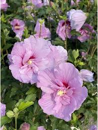 Lavender Hibiscus Flower Seeds for Planting Heirloom NonGMO Fragrant Organic Garden Seeds
Sale