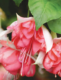 Peach Fuchsia Flower Seeds for Planting Heirloom NonGMO Cottage Garden Organic Seeds
Sale