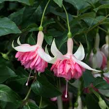 Peach Fuchsia Flower Seeds for Planting Heirloom NonGMO Cottage Garden Organic Seeds
Sale for planting in home garden