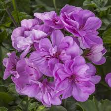 Lavender Geranium Flower Seeds for Planting Heirloom NonGMO Organic Garden Seeds for Colorful Displays
Sale