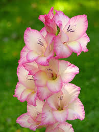Dark Pink Gladiolus Flower Seeds for Planting – Heirloom NonGMO Organic Garden Seeds High Germination Cottage Garden Essential
Sale