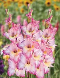 Dark Pink Gladiolus Flower Seeds for Planting – Heirloom NonGMO Organic Garden Seeds High Germination Cottage Garden Essential
Sale