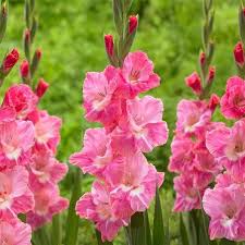 Dark Pink Gladiolus Flower Seeds for Planting – Heirloom NonGMO Organic Garden Seeds High Germination Cottage Garden Essential
Sale for planting in home garden