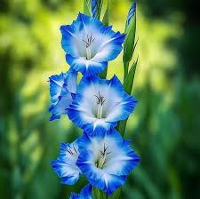 Sky Blue Gladiolus Flower Seeds for Planting Fragrant Blossoms Heirloom & GMO Free Seeds for Home Garden
Sale