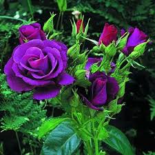 Purple Rose Flower Seeds for Planting Heirloom NonGMO Compact Organic Garden Seeds
Sale for planting in home garden