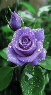 Purple Rose Flower Seeds for Planting Heirloom NonGMO Compact Organic Garden Seeds
Sale