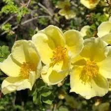 Yellow White Rosa Xanthina Flower Seeds for Planting Heirloom NonGMO PollinatorFriendly Organic Seeds
Sale