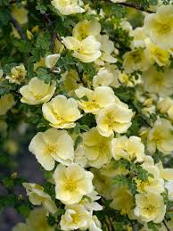 Yellow White Rosa Xanthina Flower Seeds for Planting Heirloom NonGMO PollinatorFriendly Organic Seeds
Sale for planting in home garden
