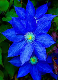 Dark Blue Clematis Flower Seeds for Planting Heirloom NonGMO Long Bloom Organic Garden Seeds
Sale for planting in home garden