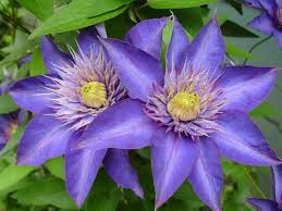 Dark Blue Clematis Flower Seeds for Planting Heirloom NonGMO Long Bloom Organic Garden Seeds
Sale