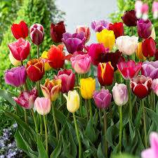 Mixed Tulip Flower Seeds for Planting Heirloom NonGMO Hardy Organic Garden Seeds for Spring Blooms
Sale for planting in home garden