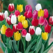 Mixed Tulip Flower Seeds for Planting Heirloom NonGMO Hardy Organic Garden Seeds for Spring Blooms
Sale