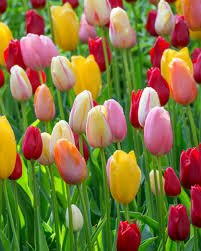 Mixed Tulip Flower Seeds for Planting Heirloom NonGMO Hardy Organic Garden Seeds for Spring Blooms
Sale