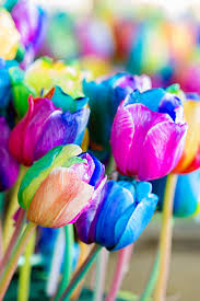 Rainbow Tulip Flower Seeds for Planting Heirloom NonGMO EasytoGrow Organic Garden Seeds for Spring Color
Sale for planting in home garden