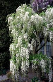 White Blue Wisteria Flower Seeds for Planting – Heirloom NonGMO Organic Garden Seeds High Germination
Sale