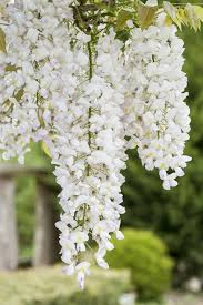White Blue Wisteria Flower Seeds for Planting – Heirloom NonGMO Organic Garden Seeds High Germination
Sale for planting in home garden
