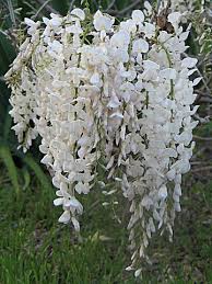 White Blue Wisteria Flower Seeds for Planting – Heirloom NonGMO Organic Garden Seeds High Germination
Sale