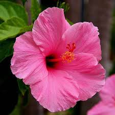 Light Pink Hibiscus Flower Seeds for Planting – Heirloom NonGMO Organic Garden Seeds High Germination
Sale for planting in home garden