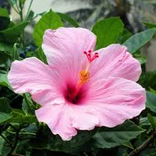 Pale Pink Hibiscus Flower Seeds for Planting – Heirloom NonGMO Organic Garden Seeds High Germination
Sale for planting in home garden
