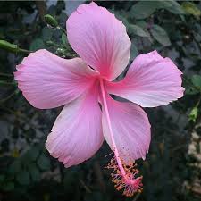 Pale Pink Hibiscus Flower Seeds for Planting – Heirloom NonGMO Organic Garden Seeds High Germination
Sale