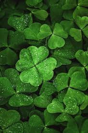 Khaki Green Four Leaf Clover Seeds for Planting – Heirloom NonGMO Organic Garden Seeds High Germination
Sale for planting in home garden