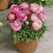 Light Pink Ranunculus Flower Seeds for Planting – Heirloom NonGMO Organic Garden Seeds High Germination
Sale for planting in home garden