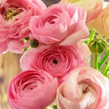 Light Pink Ranunculus Flower Seeds for Planting – Heirloom NonGMO Organic Garden Seeds High Germination
Sale