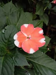 Orange White Balsam Flower Seeds for Planting – Heirloom NonGMO Organic Garden Seeds High Germination
Sale