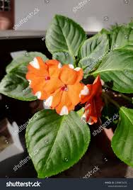 Orange White Balsam Flower Seeds for Planting – Heirloom NonGMO Organic Garden Seeds High Germination
Sale