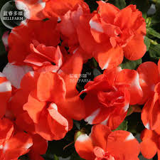 Orange White Balsam Flower Seeds for Planting – Heirloom NonGMO Organic Garden Seeds High Germination
Sale for planting in home garden