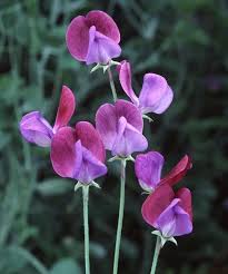 Violet Sweet Pea Flower Seeds for Planting – Heirloom NonGMO Organic Garden Seeds High Germination Sun Loving
Sale
