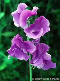 Violet Sweet Pea Flower Seeds for Planting – Heirloom NonGMO Organic Garden Seeds High Germination Sun Loving
Sale