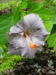 Dark Gray Hibiscus Flower Seeds for Planting – Heirloom NonGMO Organic Garden Seeds High Germination Drought Tolerant
Sale