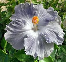 Dark Gray Hibiscus Flower Seeds for Planting – Heirloom NonGMO Organic Garden Seeds High Germination Drought Tolerant
Sale for planting in home garden