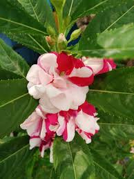 Red White Balsam Flower Seeds for Planting – Heirloom NonGMO Organic Garden Seeds High Germination Seasonal Bloomer
Sale