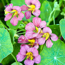 Purple Nasturtium Flower Seeds for Planting – Heirloom NonGMO Organic Garden Seeds High Germination Wildflower Mix
Sale