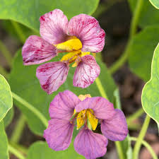 Purple Nasturtium Flower Seeds for Planting – Heirloom NonGMO Organic Garden Seeds High Germination Wildflower Mix
Sale