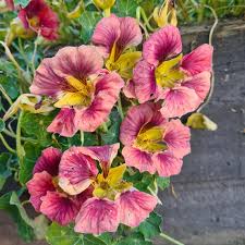 Purple Nasturtium Flower Seeds for Planting – Heirloom NonGMO Organic Garden Seeds High Germination Wildflower Mix
Sale for planting in home garden