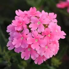 Pink Verbena Flower Seeds for Planting – Heirloom NonGMO Organic Garden Seeds High Germination Cut Flower Favorite
Sale for planting in home garden