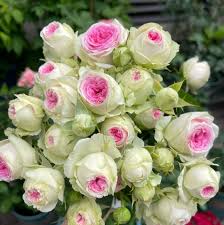 Green and Pink Rose Flower Seeds for Planting