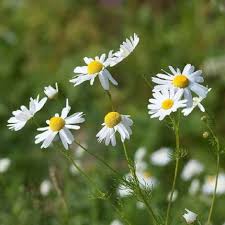 Chamomile Seeds for Planting - Grow Your Own Chamomile Flowers