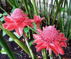 Red Etlingera Flower Planting Seeds for Stunning Tropical Blooms in Your Garden