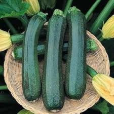 Zucchini Vegetable Seeds: Perfect for Home Planting